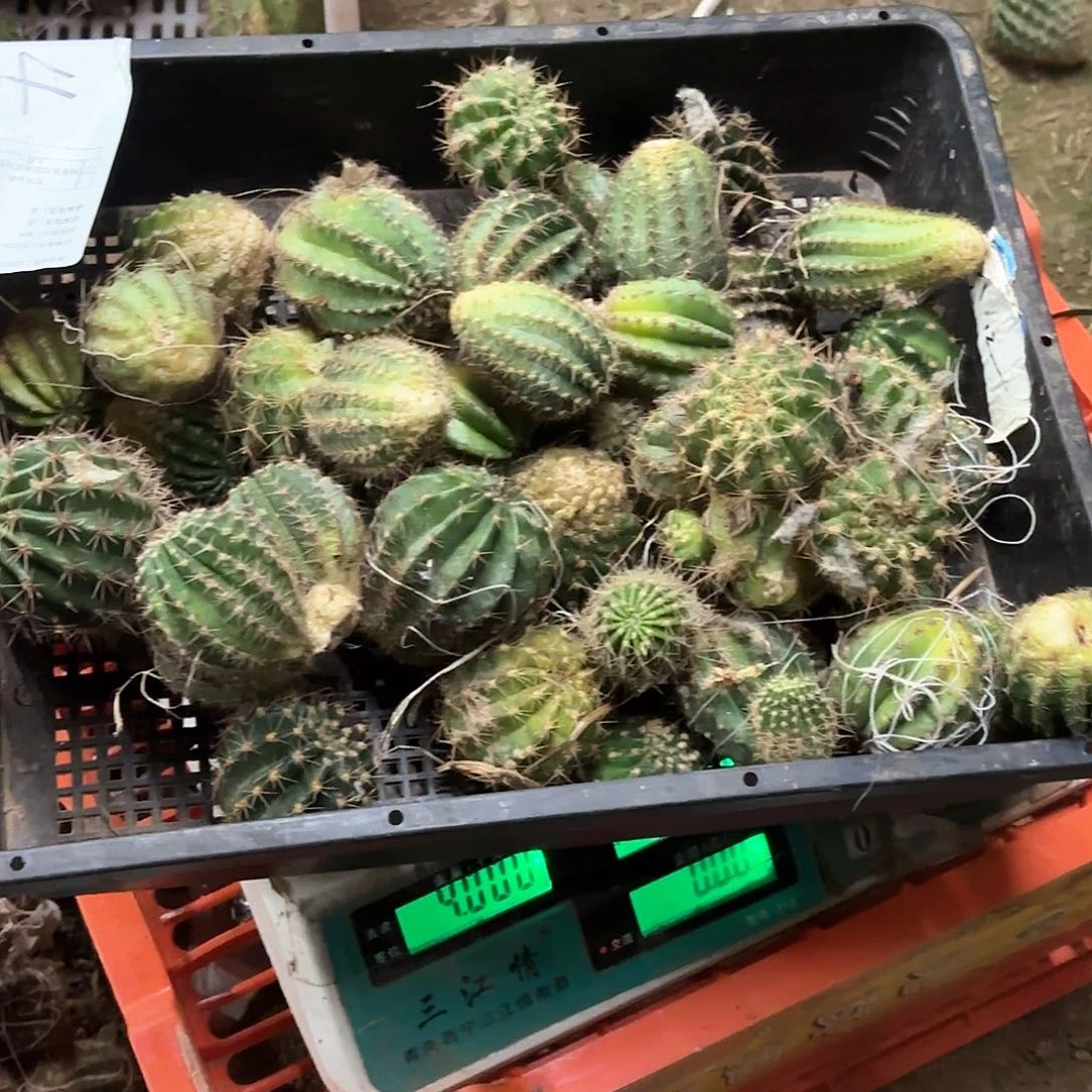 彩***间4 侧牙混品瑕痴无售后仙人球