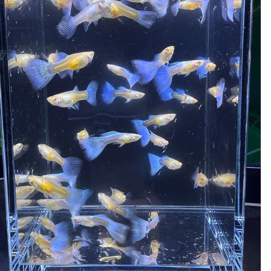天空蓝白孔雀鱼 清水发货 需搭配深色背景带肚孕母〈开箱视频包损〉
