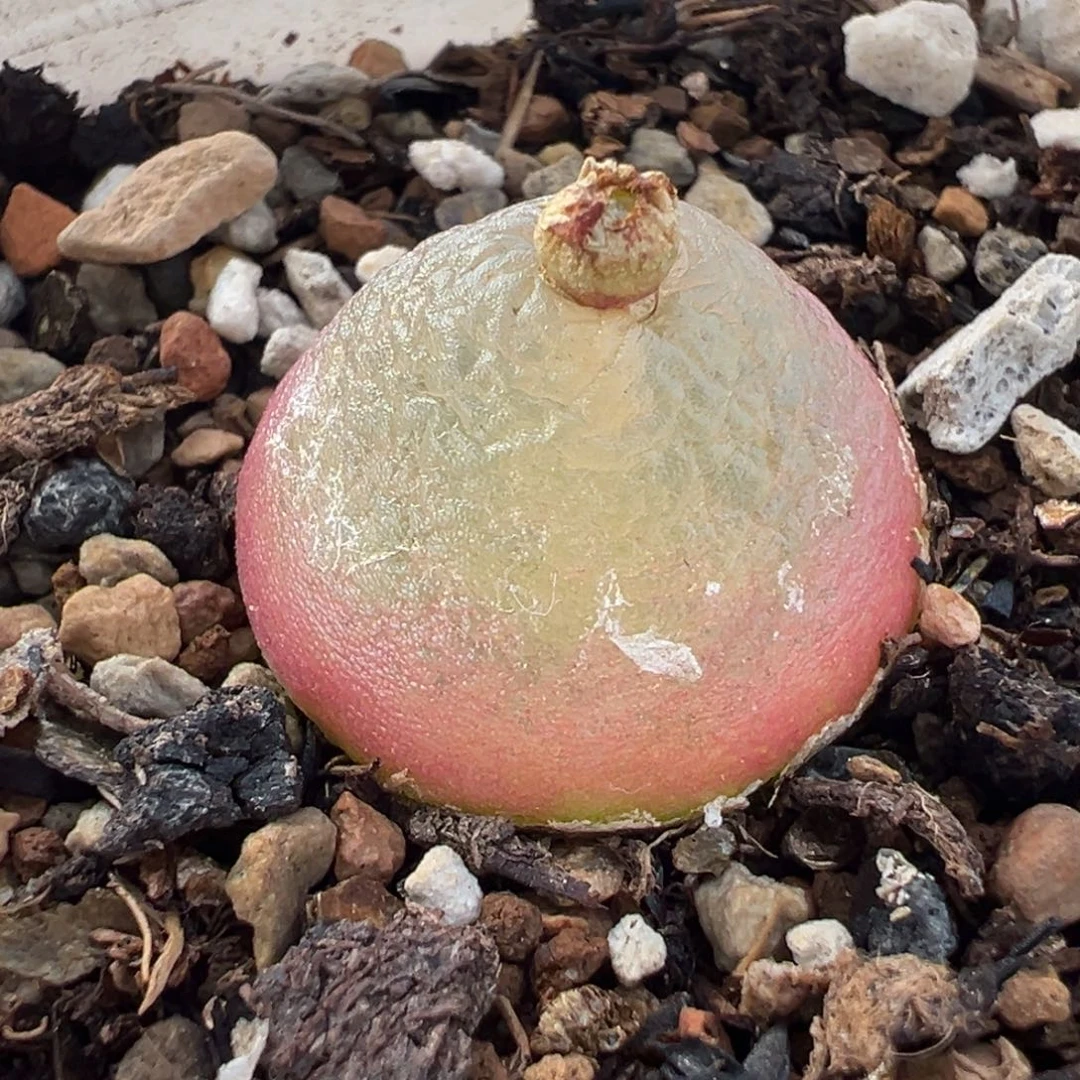 125多肉植物种类多样