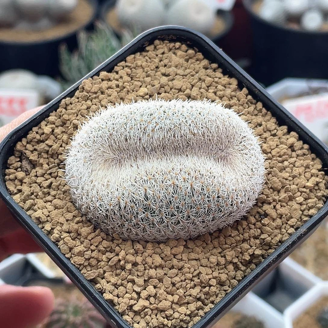 月世界缀化仙人球多肉