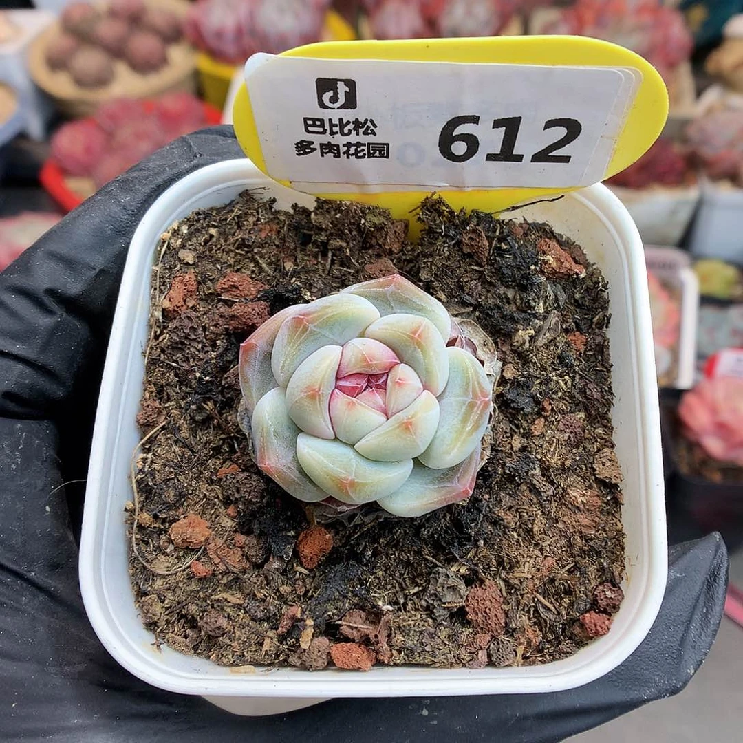 小**.612 紫心冰玉多肉