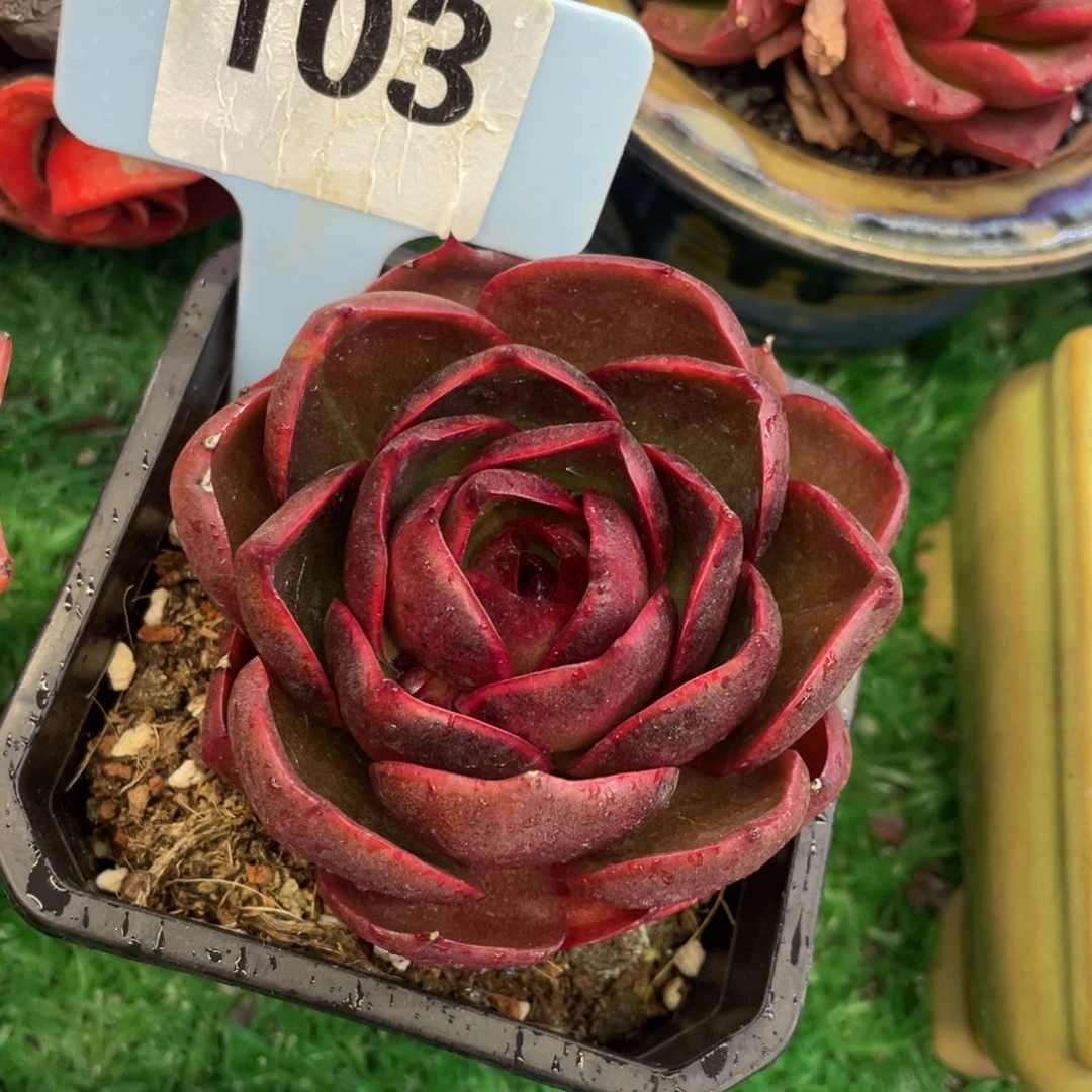 多肉植物盆栽多肉