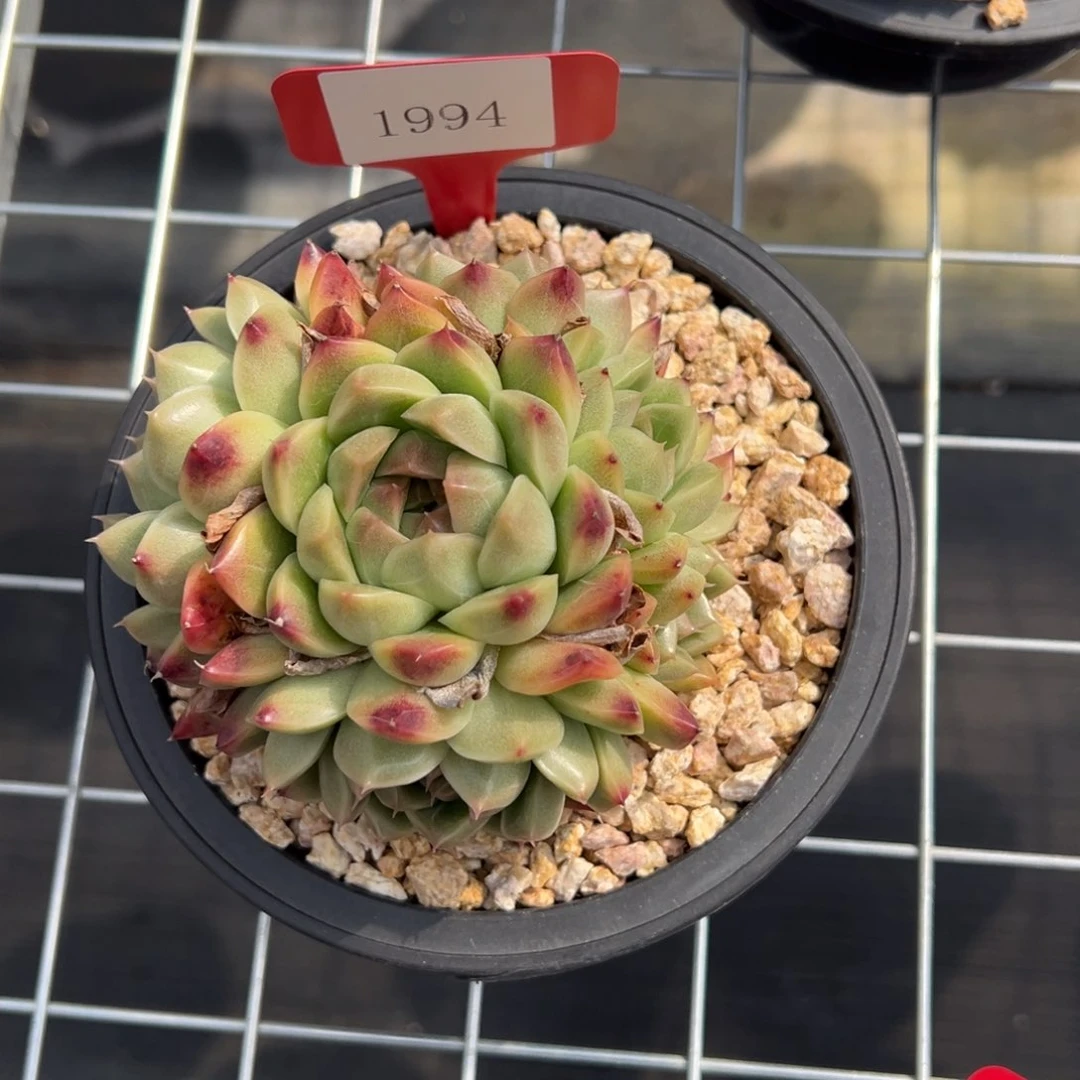 陌**开1994肉多哦多哦多哦