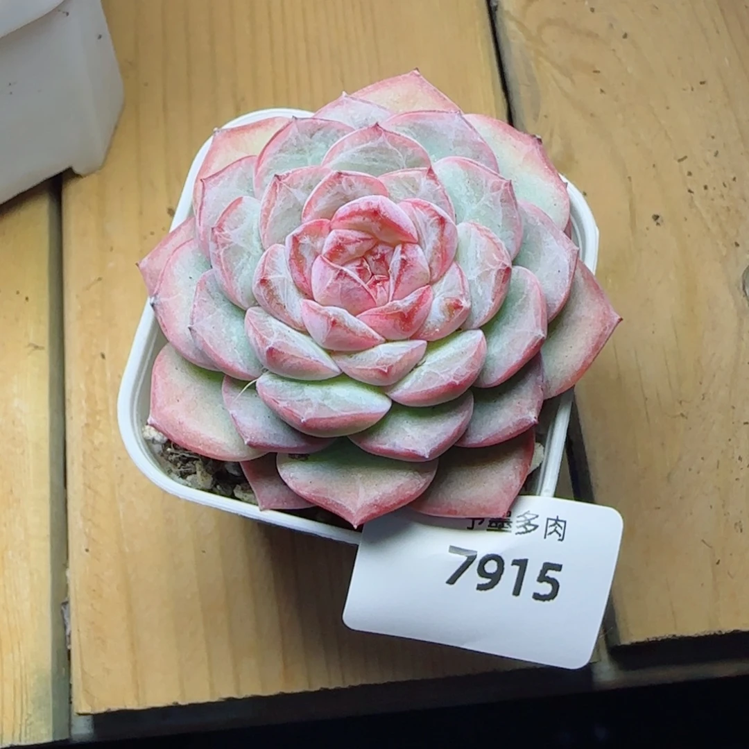 紫心孤品，7915多肉植物