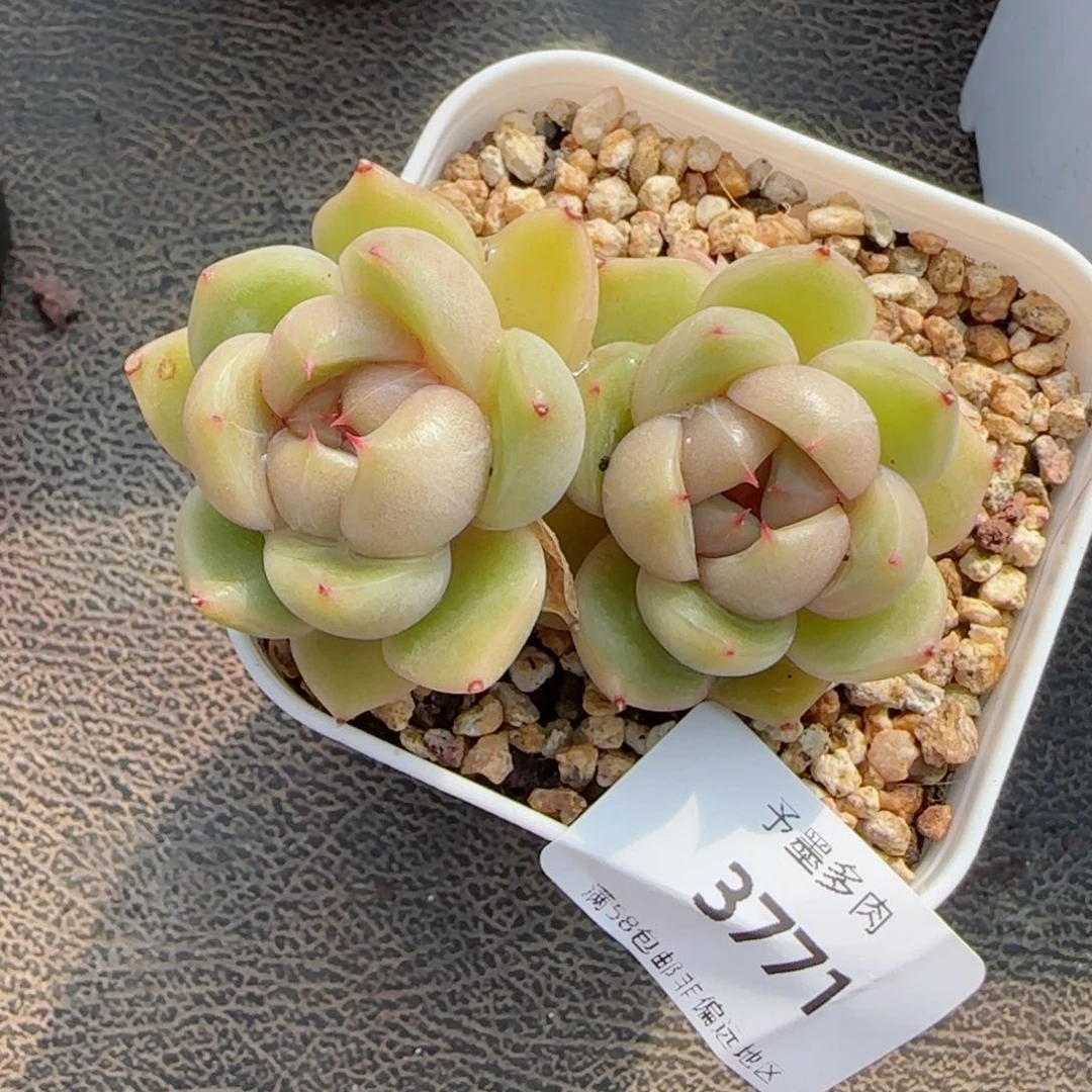 皮埃拉珍妮，3771多肉植物