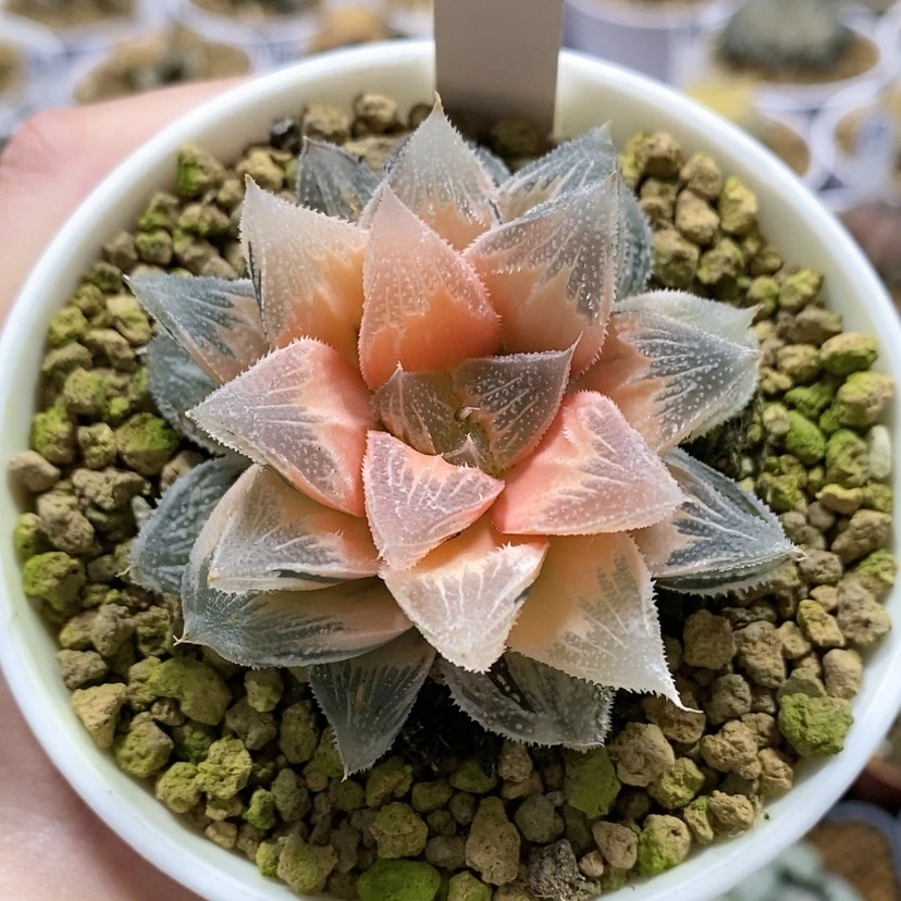 【闪购商品】11糊斑白帝城锦