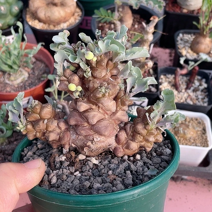 529超大蛮鬼塔厚墩菊