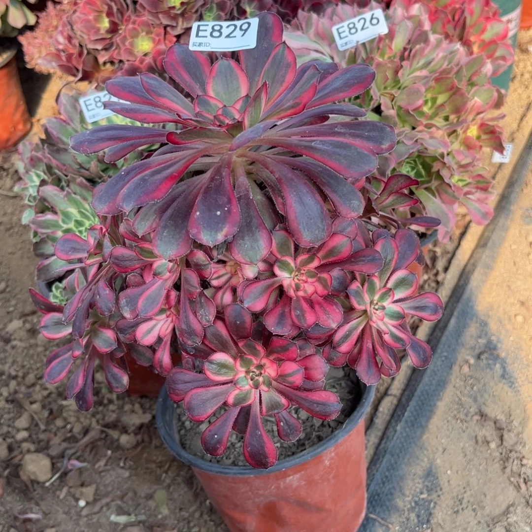 829香内儿多肉植物法师多肉