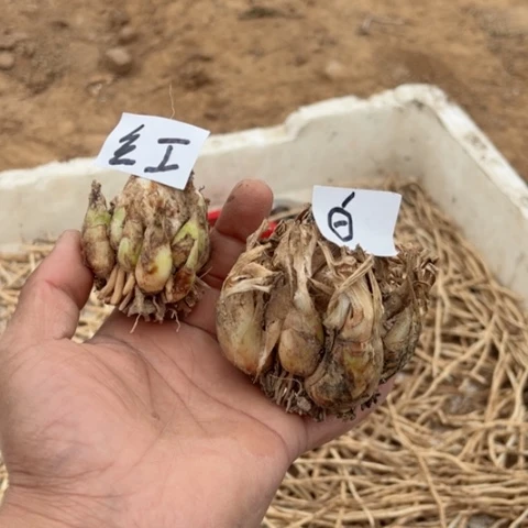 晚香玉 红重 白重 两个20