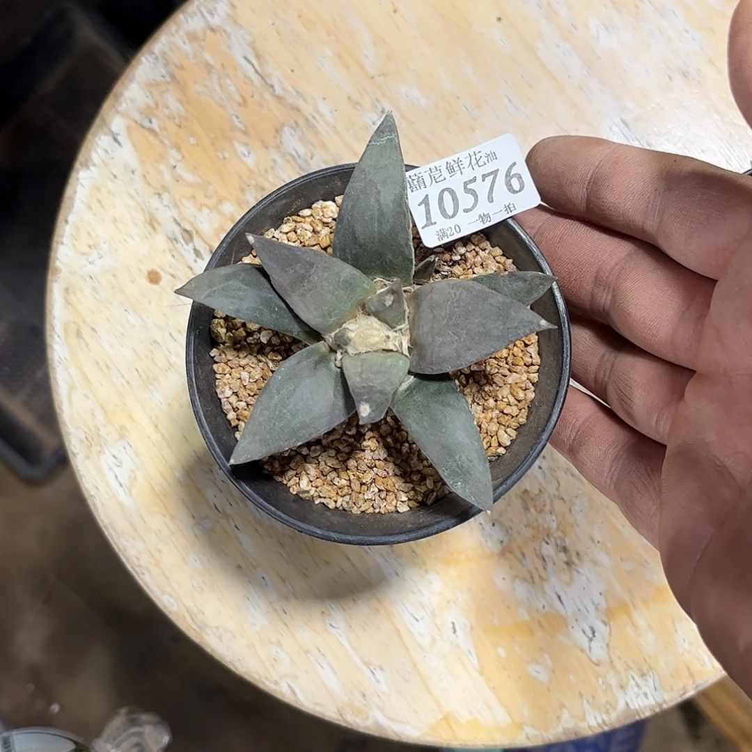 卡***吃10576一物一拍单头发货