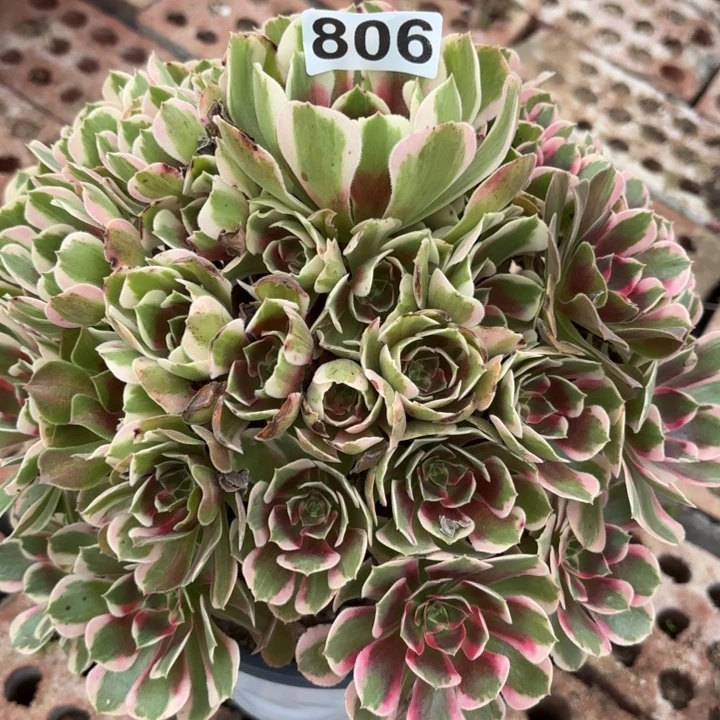 七彩石多肉法师不包损806