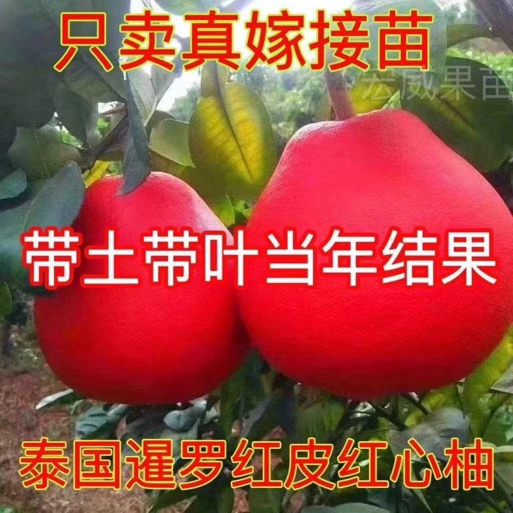 正宗红柚树苗 红皮红心柚子盆栽地栽 庭院 南北方种植
