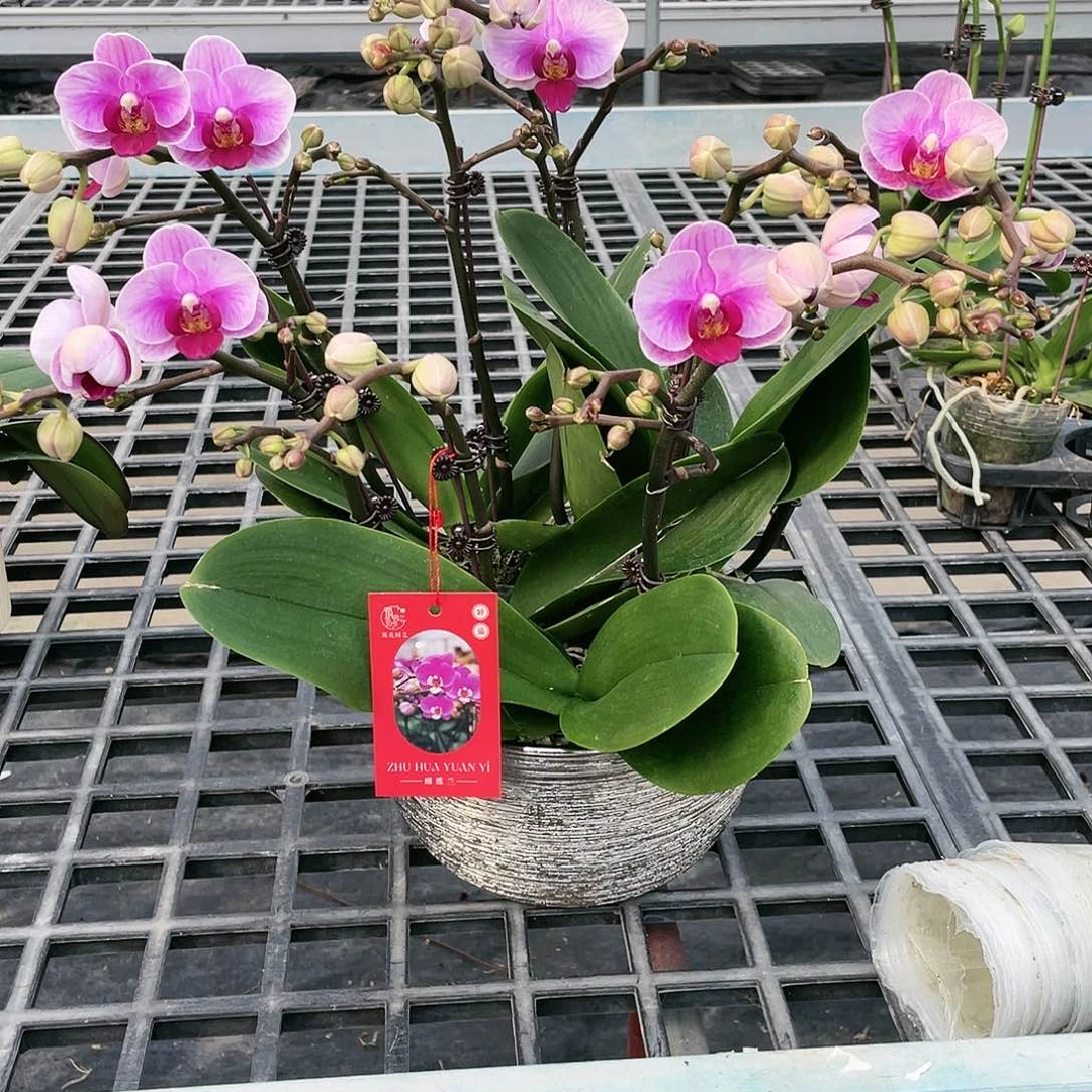 鲨***宝无花朵0000000000000