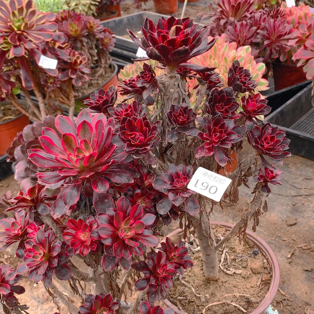 190法师组合老桩多肉植物
