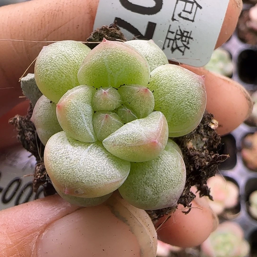 小卡拉米糖心一物一拍9-7