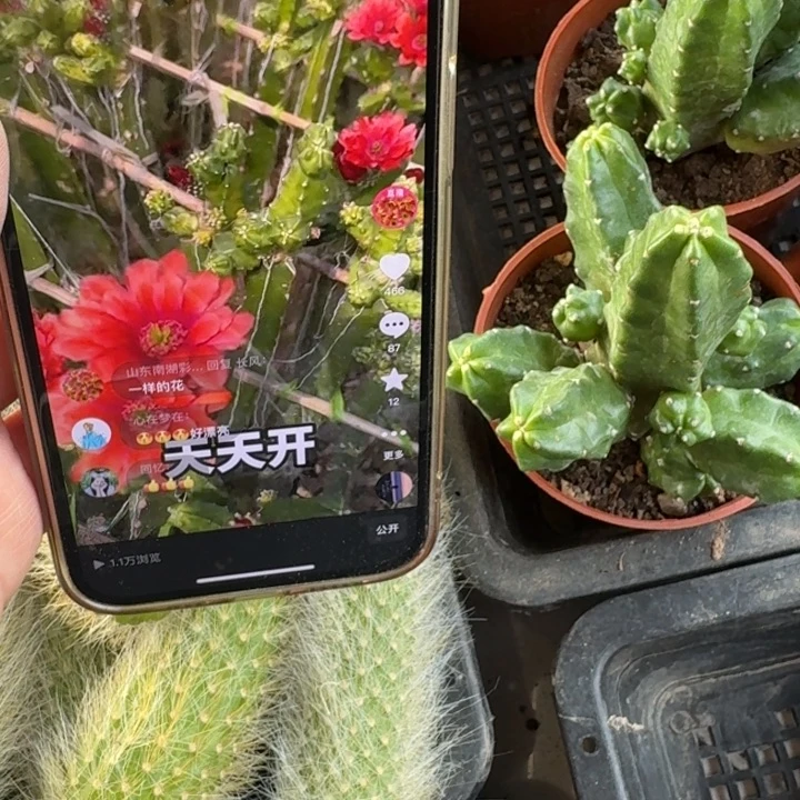 266桃太郎脱土发货掉侧牙无售后