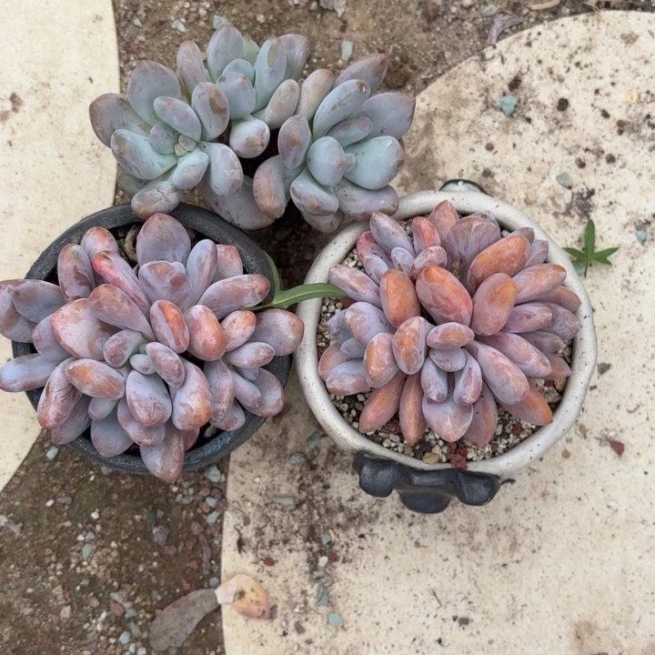 多肉植物粉兔群生朵朵