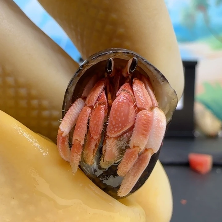 A51红粉 灰白0.9cm口径