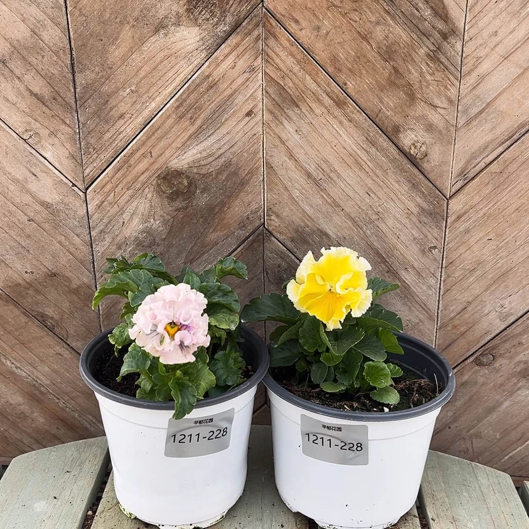 完全开放1211-228