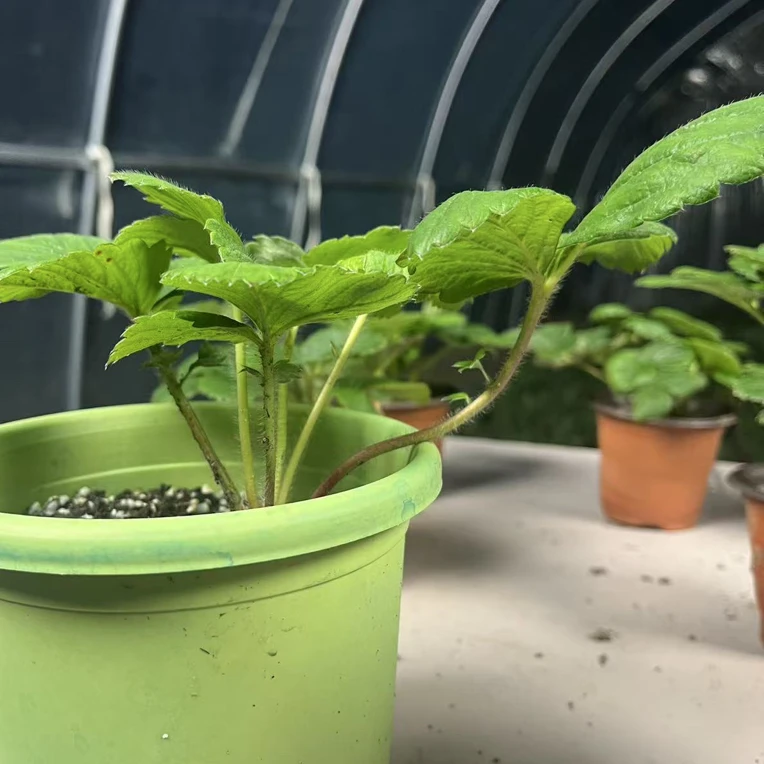 四季盆栽带土脱毒当年结果适合室内阳台庭院种植四季盆免换盆换土