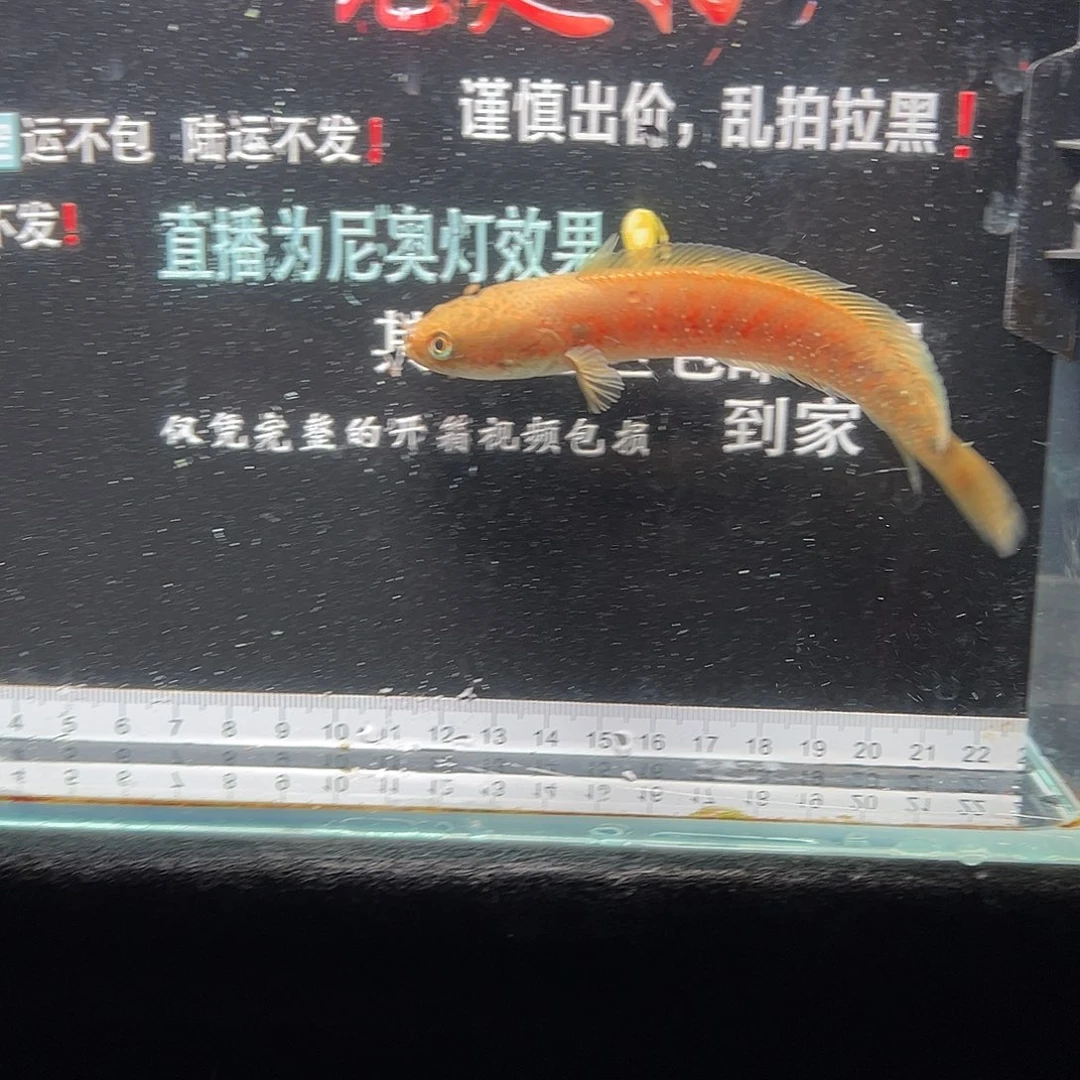 雷龙鱼七星雷龙鱼 七星雷龙鱼