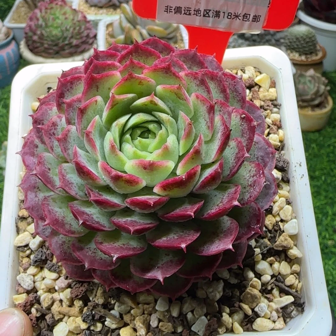 解忧植物多肉编号39