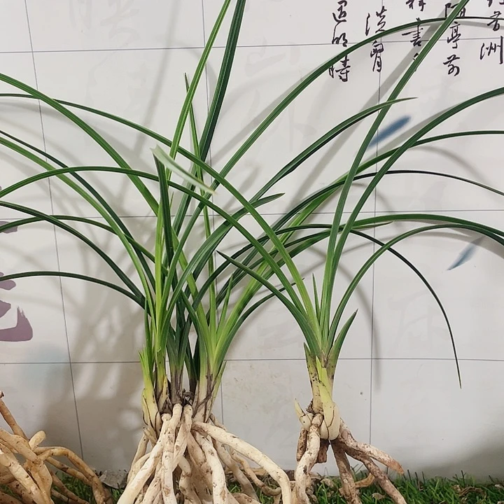 当前无花栽培后可以开花山**迟