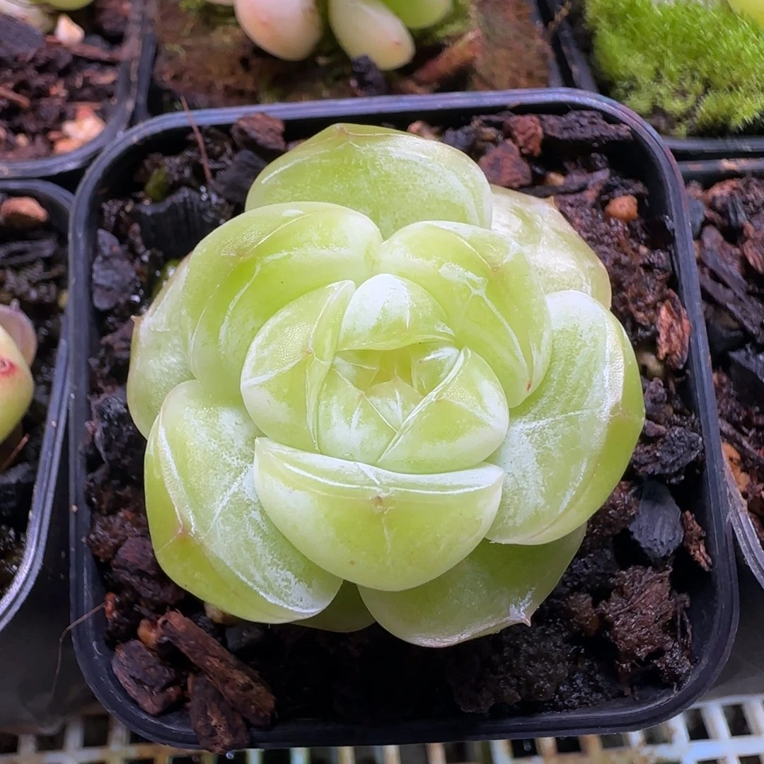 喵喵宝贝仅此一颗专拍