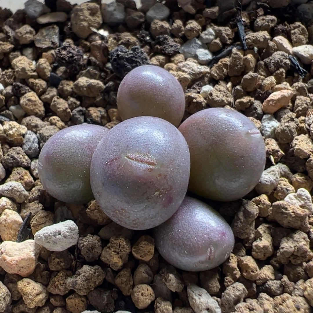 120多肉植物紫葡萄