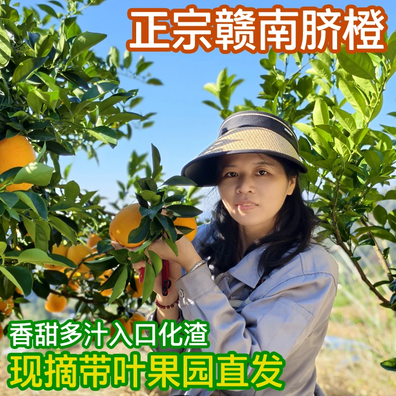 正宗赣南脐橙 江西橙子新鲜采摘江西脐橙甜橙