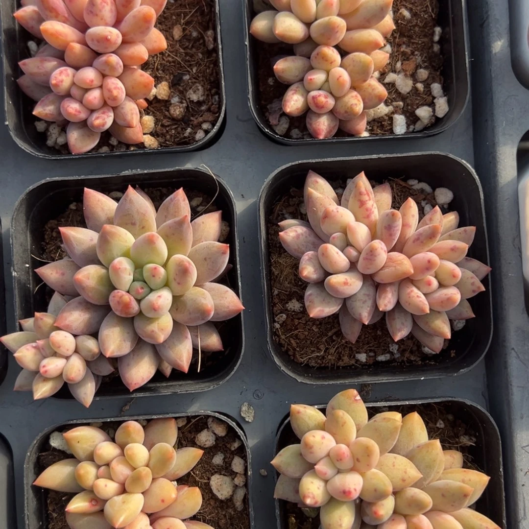 红蜻蜓双头到手1颗满18元包邮下午发货