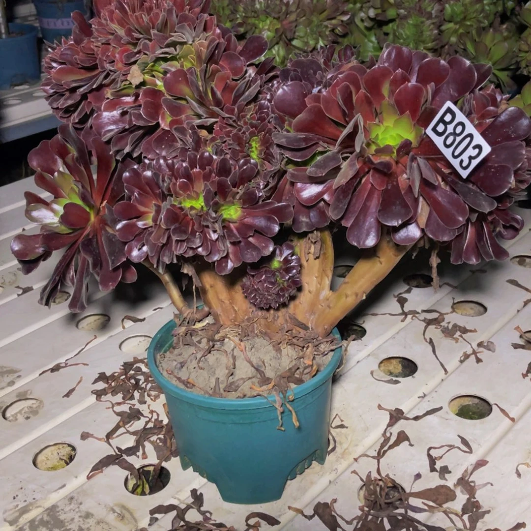 欧紫法师7–//////35包邮