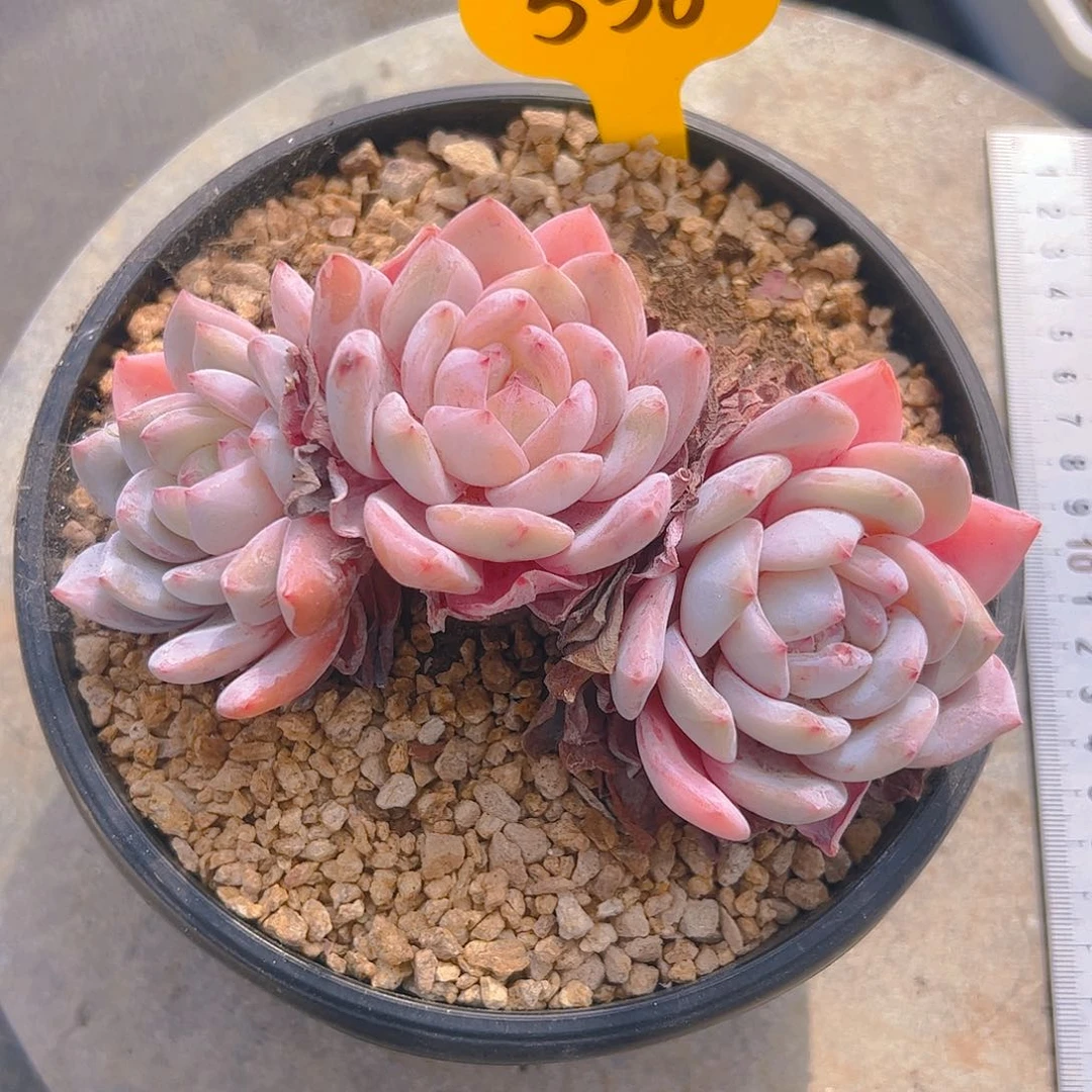 木*人三头橙梦露536号一物一拍