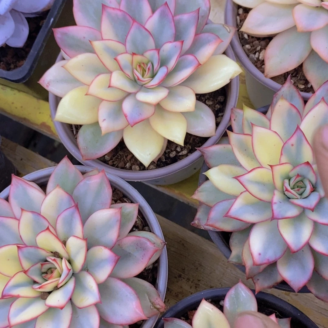 首播，开心多肉，福利场