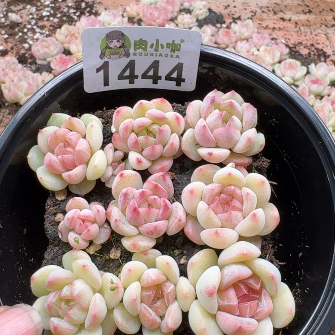 多肉植物多肉植物