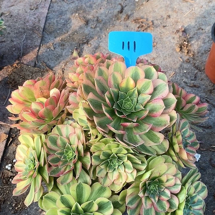 111 一颗雨何法师多肉（断指没有售后