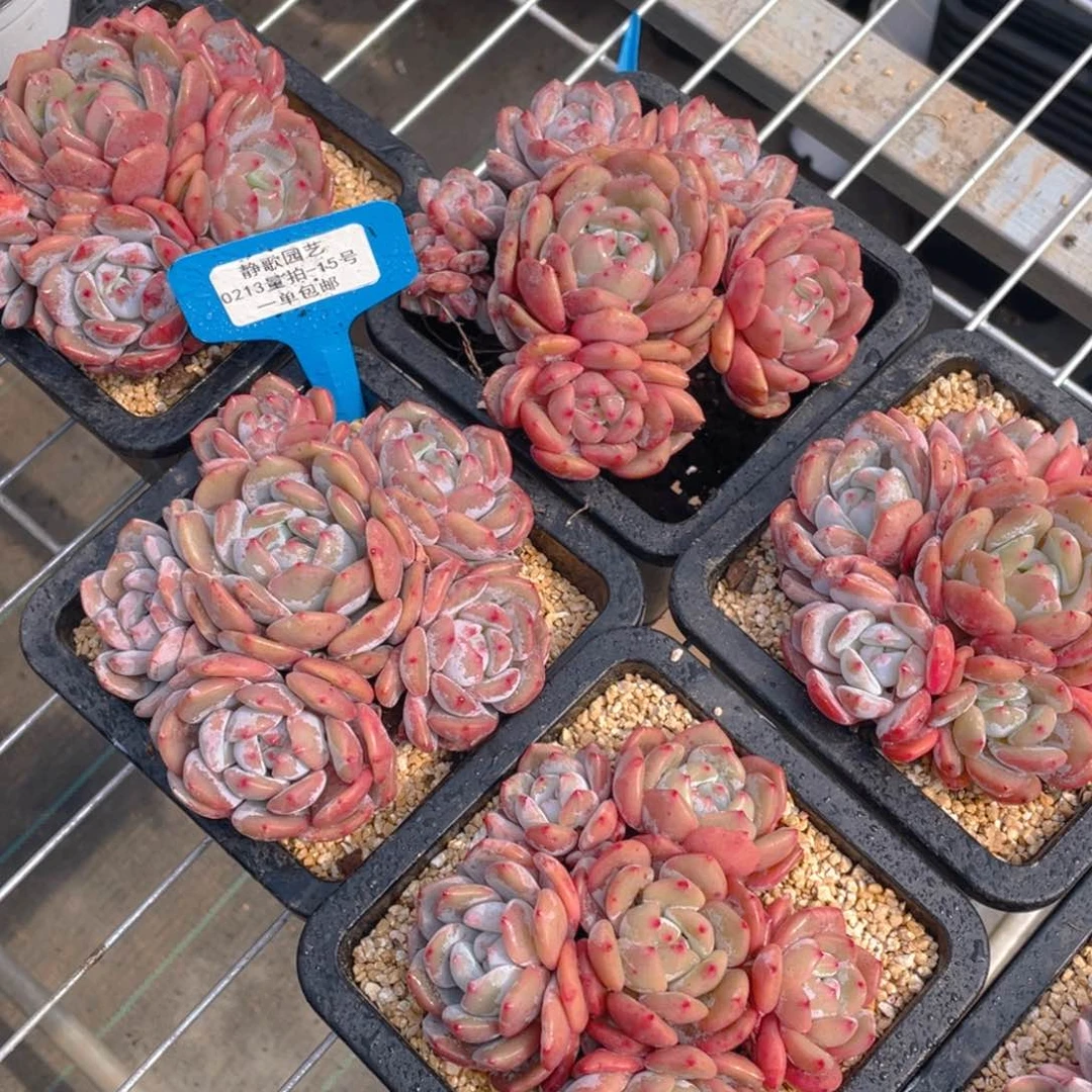 0213-15-全状态六头手捧韩版梦露一刻