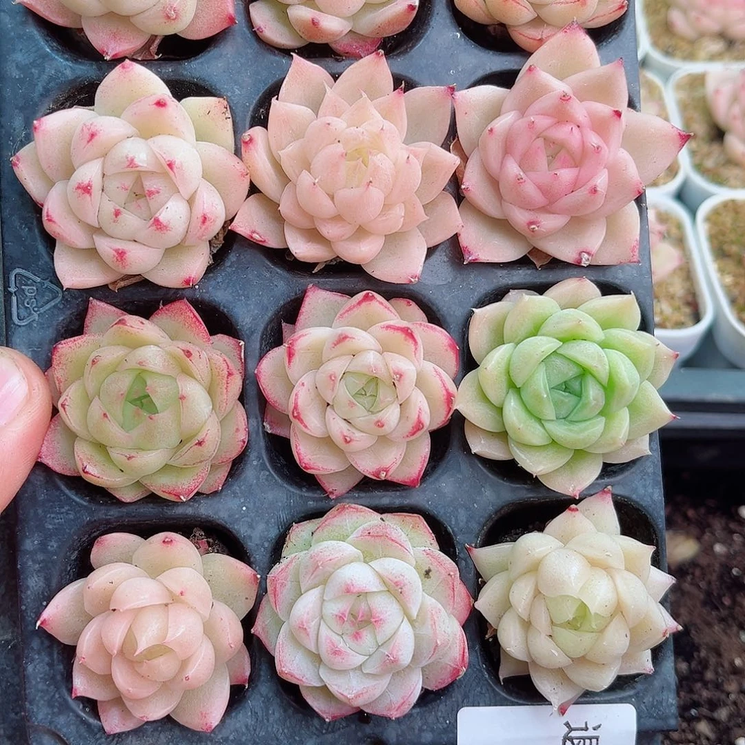 1-928 新疆西藏内蒙不发12.8包邮2-3公分多肉