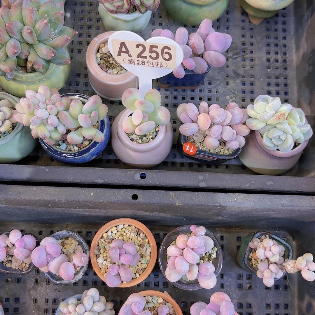 善**鹊A256苹果奶锦一物一拍