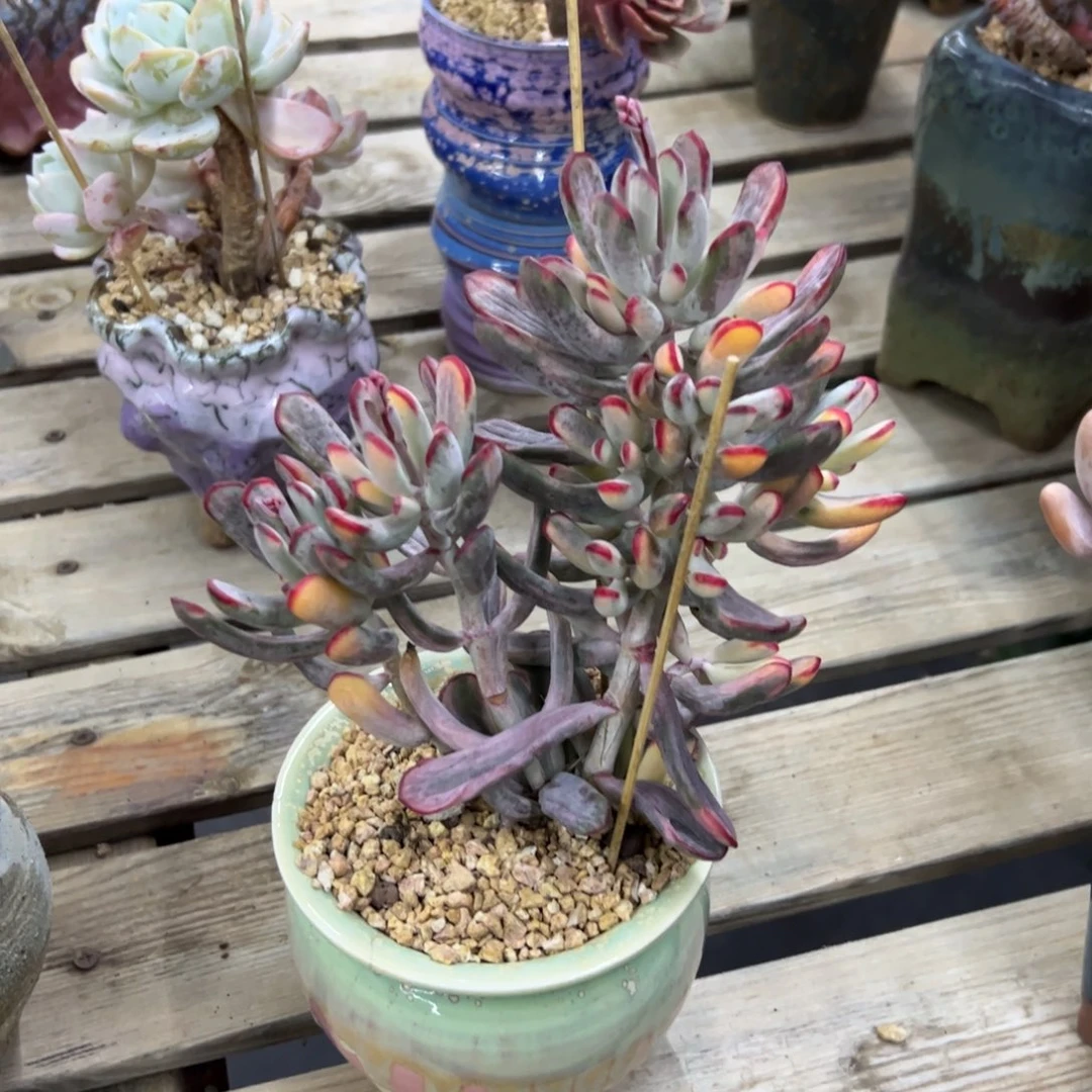 棒叶福娘18 零零多肉植物