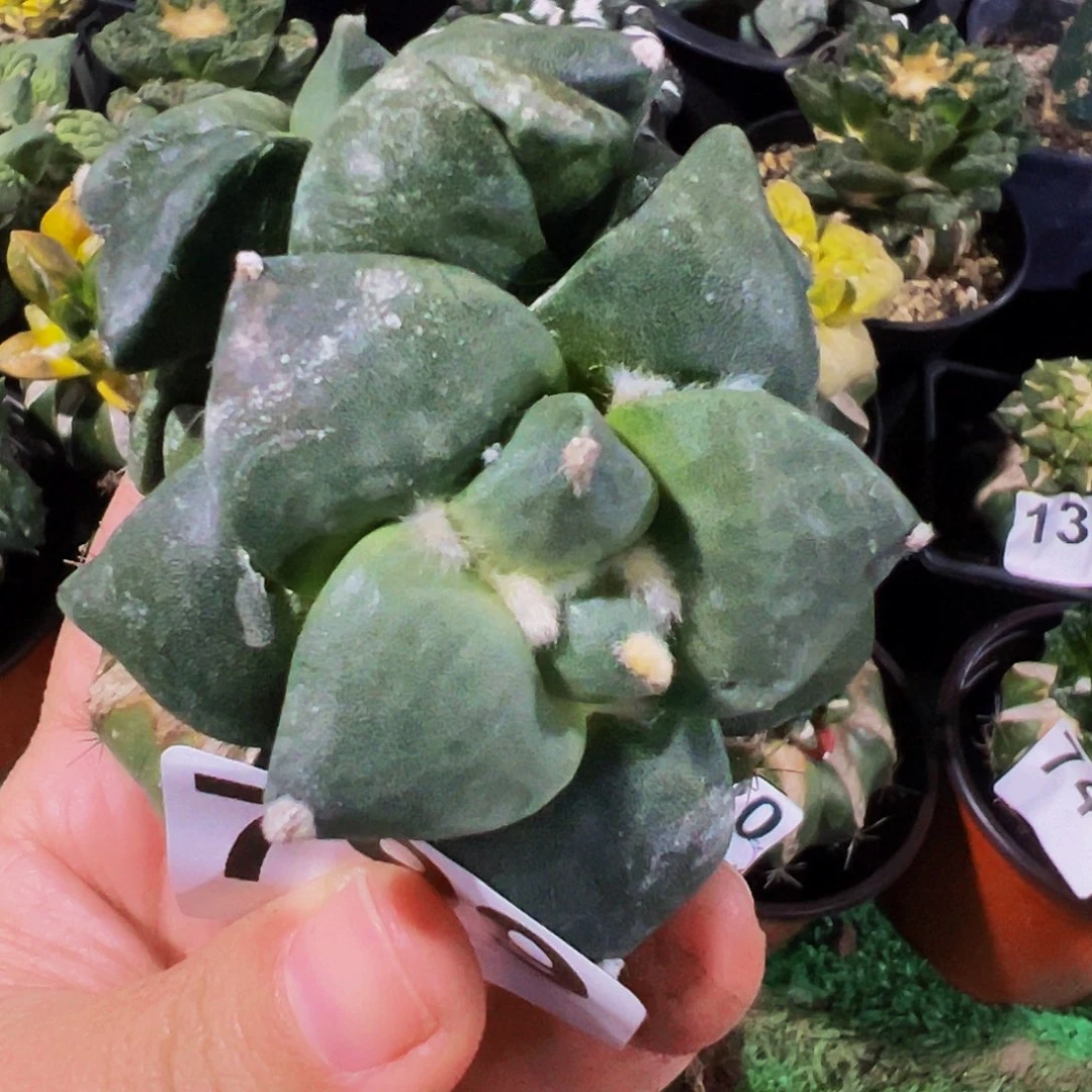小***！无花朵福利双头青瓷牡丹799