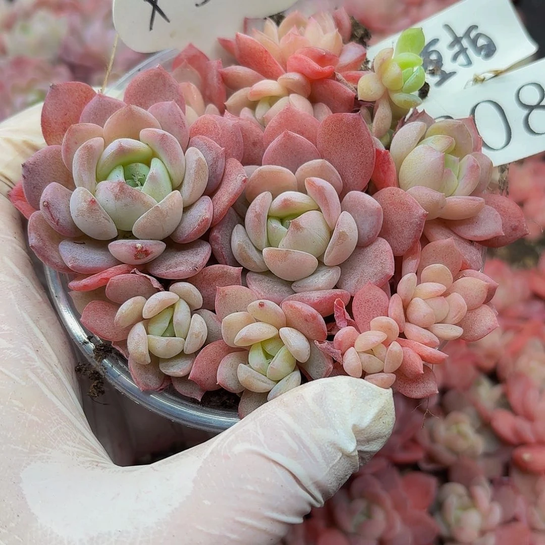 多肉植物多肉植物208量拍