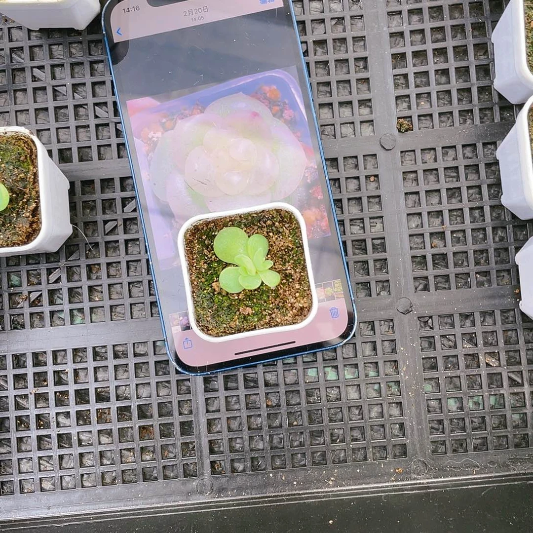 哈****贝云袖母本盆满25包邮