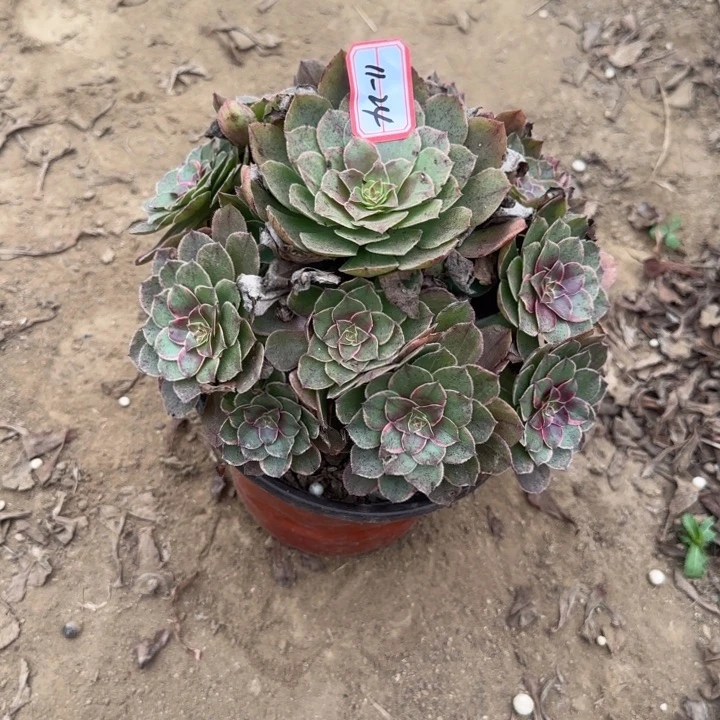 11-24莲花座不包断肢