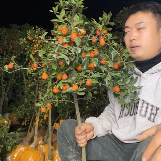 无花朵金弹子庭院原生品种