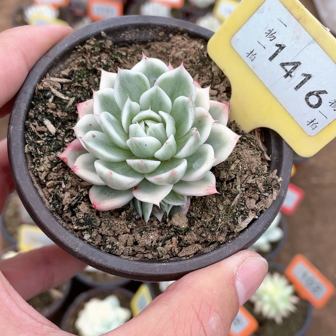【闪购商品】1416号