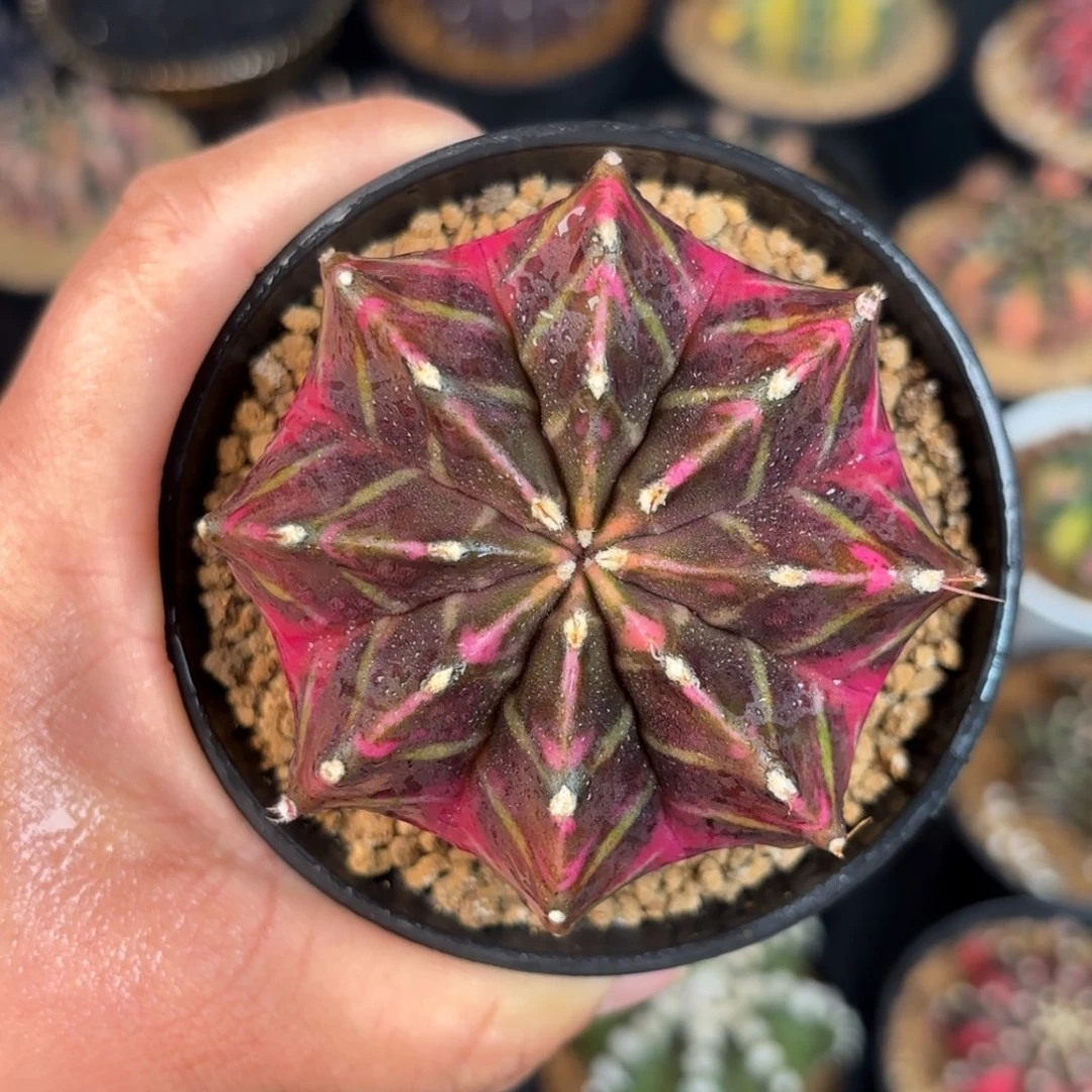 泰系米哈实生仙人球188