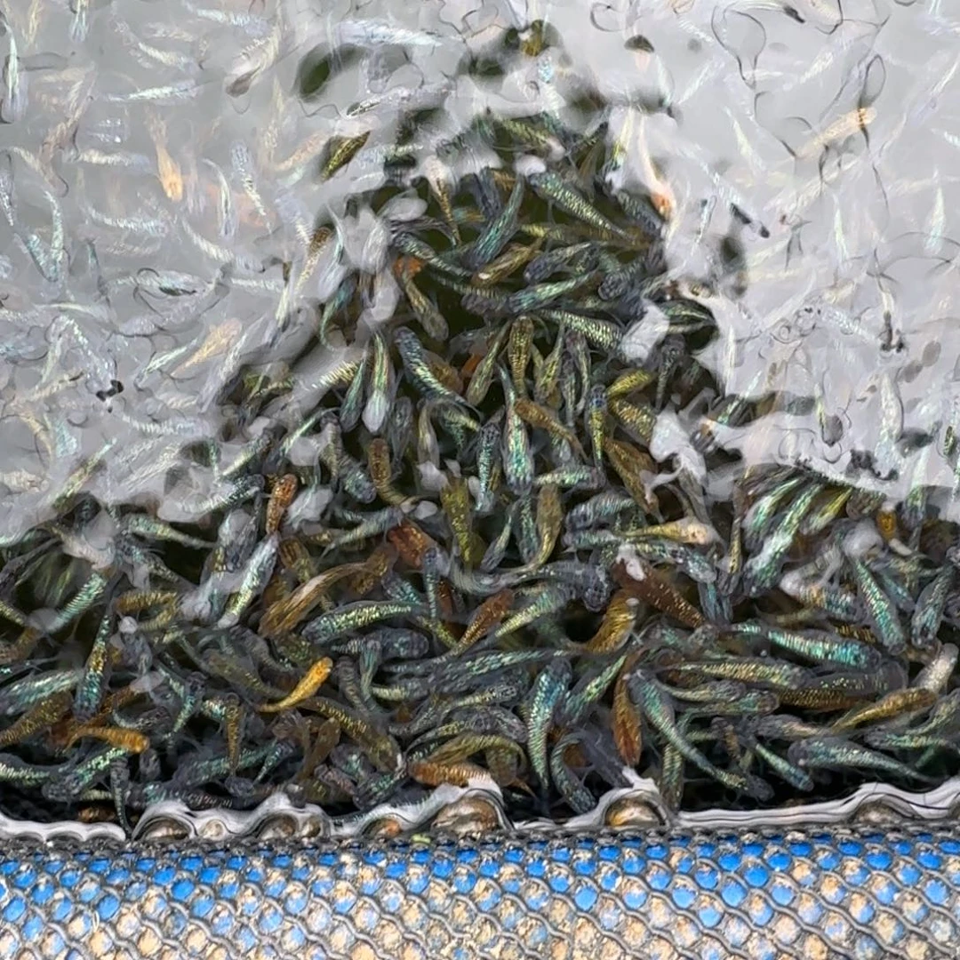 青鳉鱼1.5-2cm随机40条星光