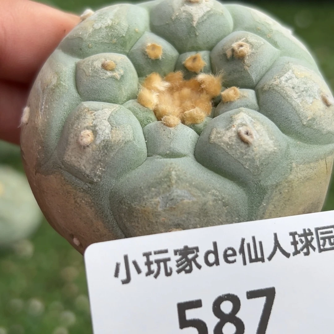 587 仙人球的海鲜