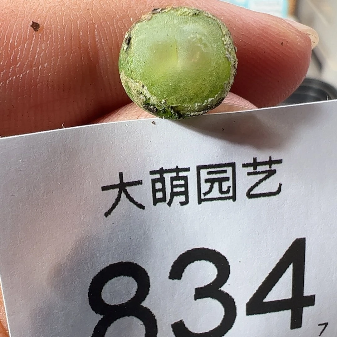 0000834 一物一拍……